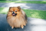 13 Dog Breeds With Big Voices In Small Bodies