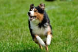 13 Energetic Dog Breeds That Never Run Out Of Zoomies