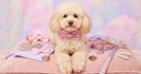 13 “Girly Pop” Dog Accessories That Are Too Cute