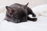 13 Snoozy Dog Breeds That Snore Like It’s A Superpower