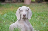 15 Best Foods for Weimaraners with Allergies