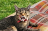 15 Cat Dental Must-Haves for Fresh Breath and Fancy Little Fangs