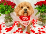 15 Sweetheart Deals on Valentine’s Day Dog Toys, Treats, and More