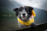 15 Wet Winter Weather Dog Products That Make Your Life Easier