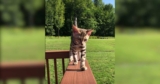 Bengal Cat Turns Her Dad’s Quiet Life Into One Big Adventure