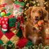 iHeartDogs Customers Send Care Packages and Love to Shelter Dogs this Christmas