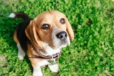 20 Best Foods for Beagles with Allergies