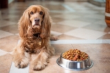 20 Best Foods for Cocker Spaniel with Allergies