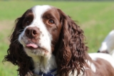 20 Best Foods for English Springer Spaniels with Allergies