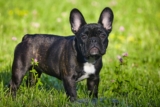 20 Best Foods for Frenchies with Allergies