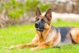 20 Best Foods for German Shepherds with Allergies