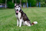 20 Best Foods for Husky with Allergies