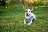 20 Best Foods for Jack Russells with Allergies