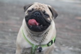 20 Best Foods for Pugs with Allergies