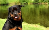 20 Best Foods for Rottweiler with Allergies