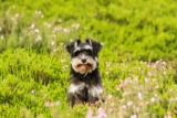 20 Best Foods for Schnauzers with Allergies