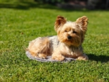 20 Best Foods for Yorkies with Allergies