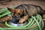 20 Best German Shepherd Puppy Foods