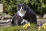 4 Healthy Cat Diet Tips to Prevent Obesity