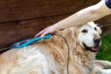 5 Best Cold Laser Therapy Products for Dogs