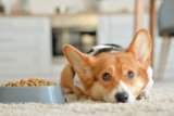 5 Best Dog Foods with Glucosamine for Joint Health