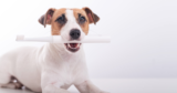 5 Best Electric Toothbrush Products For Dogs