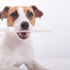 8 Best Anti-Chew Sprays For Dogs