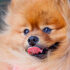 101 Best Female Pomeranian Names for 2026 (With Meanings)