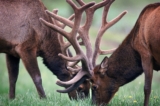 6 Best Antlers For Dogs