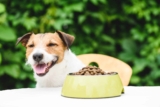 6 Best Dog Foods with Low or No AGEs – 2026