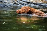 6 Best Ear Cleaners for Chesapeake Bay Retrievers
