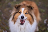 6 Best Ear Cleaners for Shelties