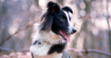 6 Best GPS Dog Collars