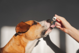 7 Best CBD Oils for Dogs with Arthritis [2025 Review]