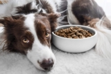 7 Best Dog Food Options For Picky Eaters – 2026
