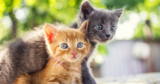 7 Best Kitten Treats For Spoiling Your Cute Junior Cat