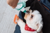 7 Best Water Bottles for Dogs