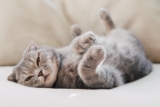 7 Signs Your Cat Wants You to Pamper Them More