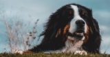 7 Things Every Bernese Mountain Dog Owner Should Know Before Bringing One Home