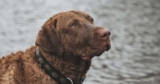 7 Things Every Chesapeake Bay Retriever Owner Should Know Before Bringing One Home