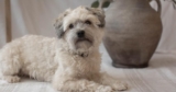 7 Things Every Havanese Owner Should Know Before Bringing One Home