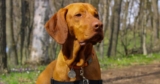 7 Things Every Vizsla Owner Should Know Before Bringing One Home
