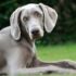 Afghan Hounds’ Diet – Petsworld