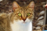 7 Ways Your Cat Looks Into Your Soul with Feline Intensity