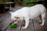 7 Ways to Boost Your Dog’s Nutrition – Petsworld