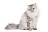 8 Best Cat Foods for Shedding