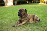 8 Best Dog Foods for Bullmastiffs with NO Fillers