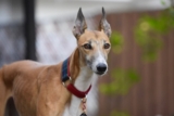 8 Best Dog Foods for Greyhounds with NO Fillers