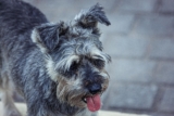 8 Best Dog Foods for Schnauzers with NO Fillers