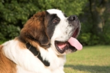 8 Best Dog Foods for St. Bernards with NO Fillers
